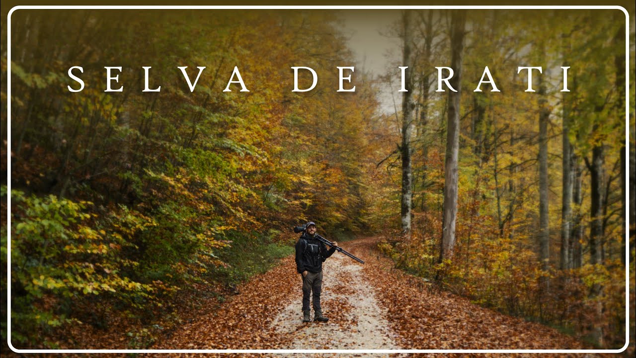SELVA DE IRATI 🌳 3 días de aventuras ornitológicas