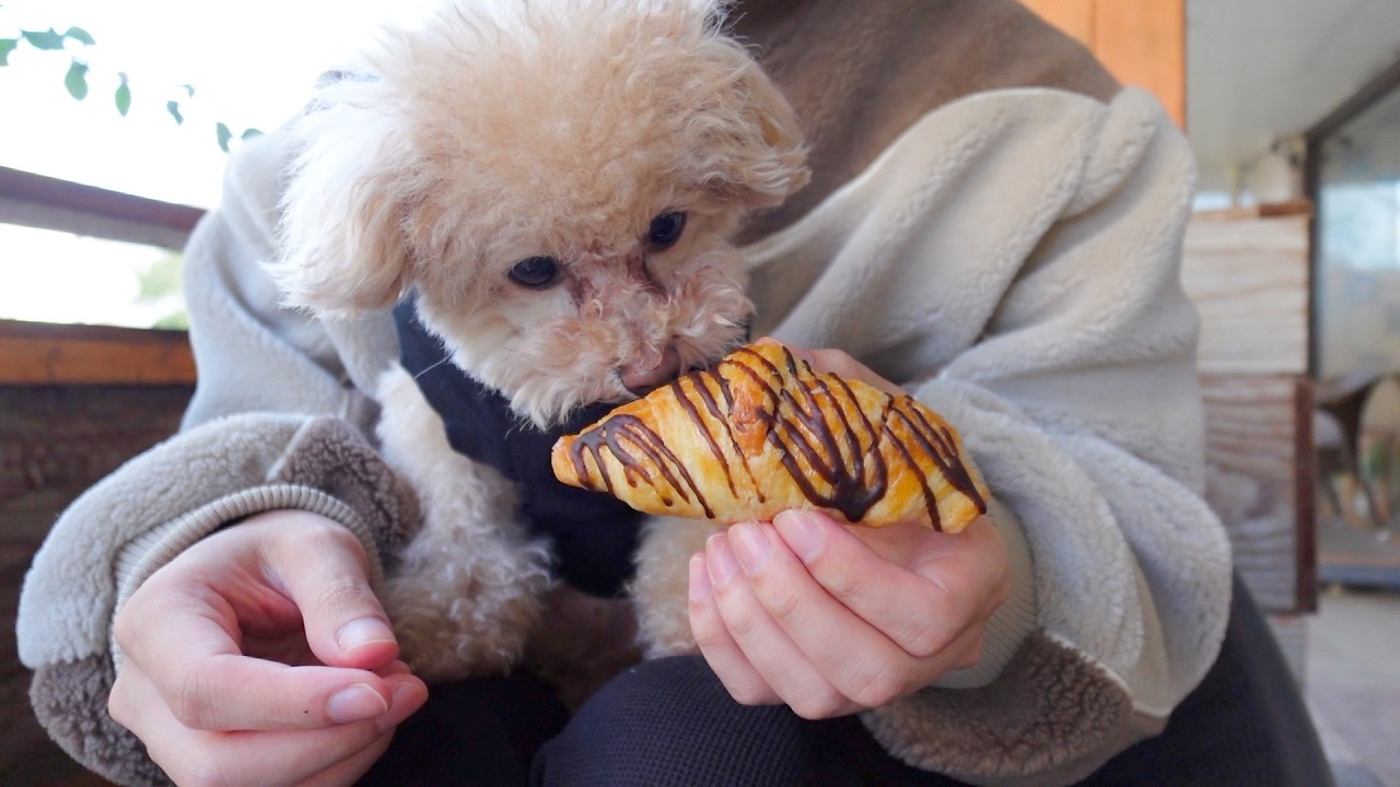 犬生初めてのチョコクロワッサン食べさせてみた