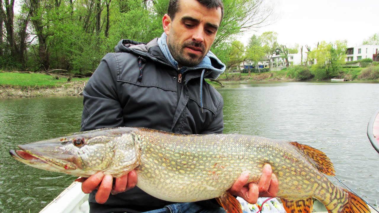 Dunai csuka és balin wobblerre - Pike and asp from river Danube (HD)
