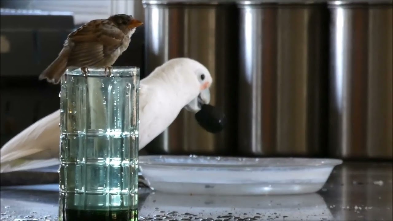 Lost footage: sparrow bathing in a water glass (with parrot friend) #shortsvideo #babysparrow