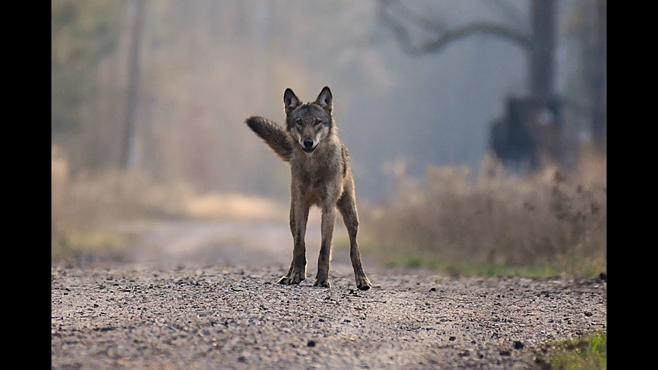 Spotkanie i nagranie życia .Wilk szczeka na mnie z bardzo bliska . Dzika Gostomia cz.360.