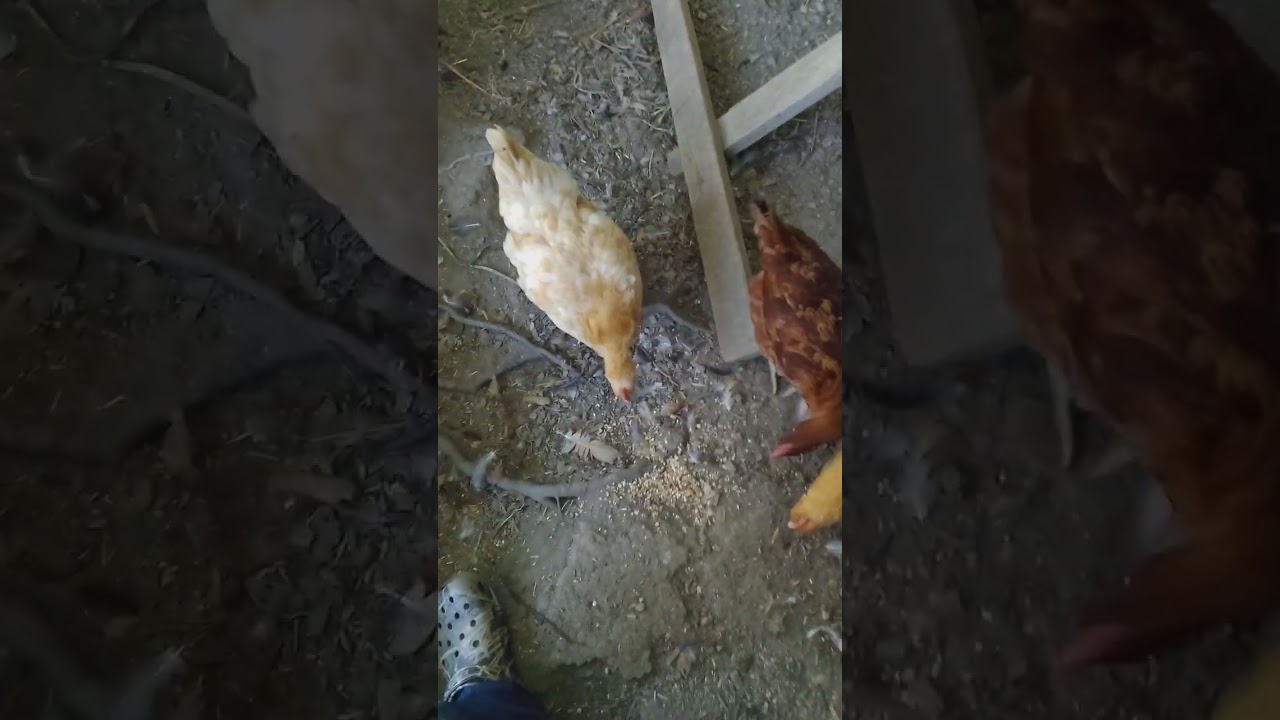 🌱🐓 "Seed Rain Showdown: Almost Losing My Toes to Hungry Chickens! 