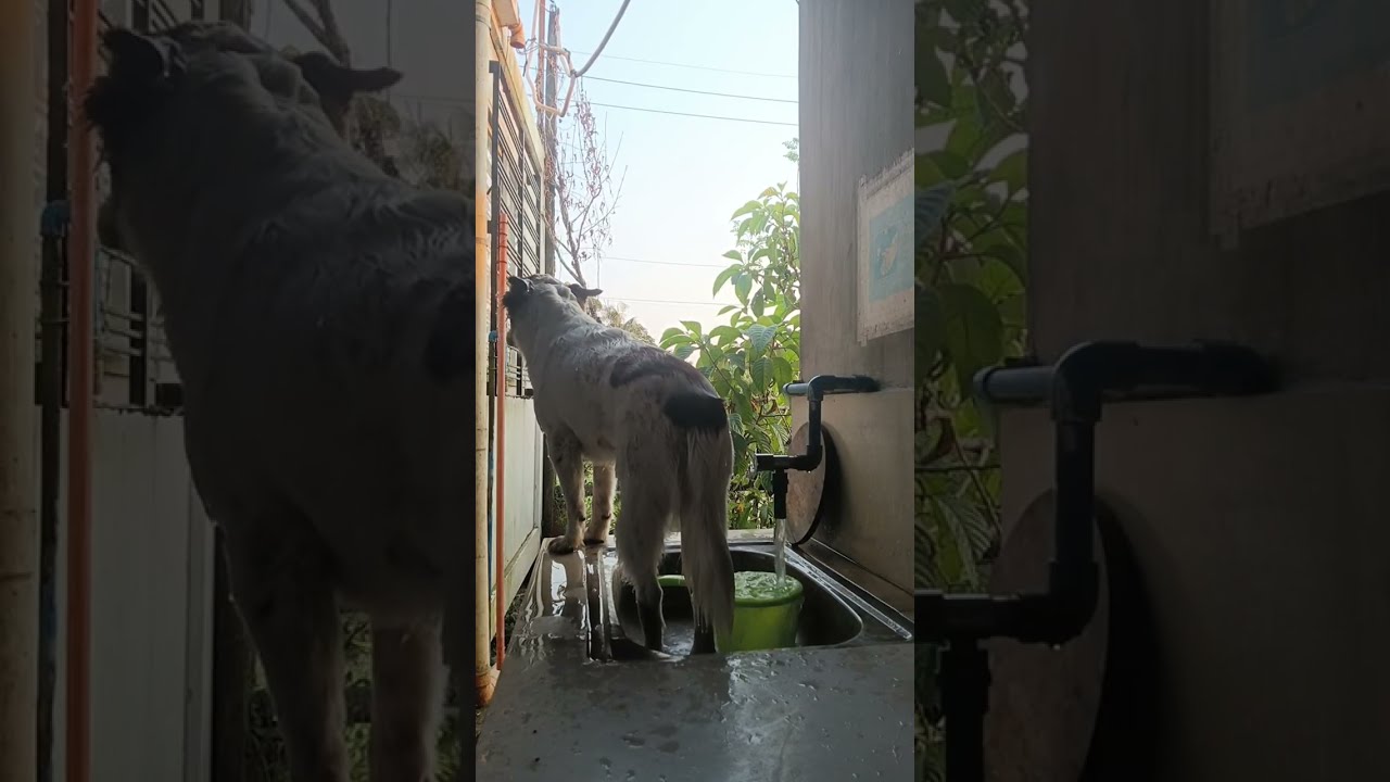 Bathing My Dog | Live Stream