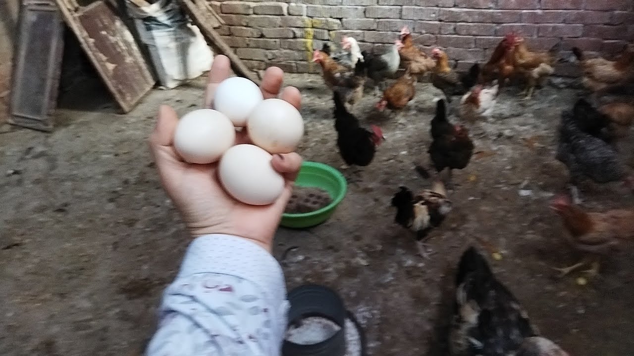 لو عايزه فراخك تغرقك بيض وماتقطعش👍وحجم البيضه كبير👍حطى المكون ده وهتدعيلي 