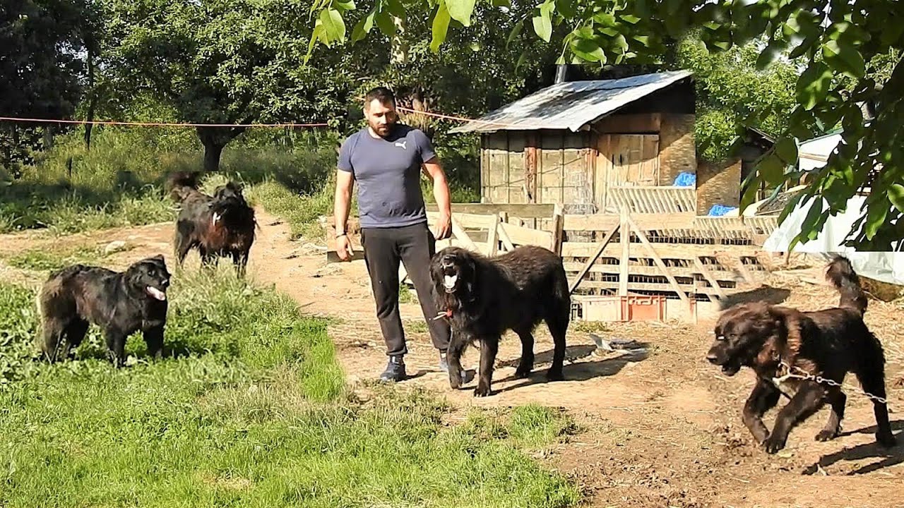 LINIE DE CIOBANESTI CORBI EXTREM DE AGRESIVI LA RAZVAN GOGONEA, LA MUNTE IN SAT SOHODOL.