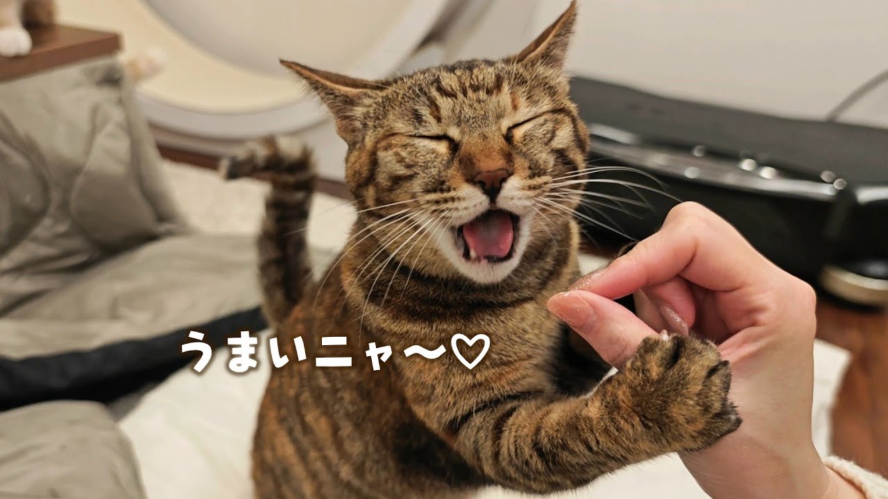 クリスマスプレゼントが嬉しくてはしゃぐ猫が可愛すぎた