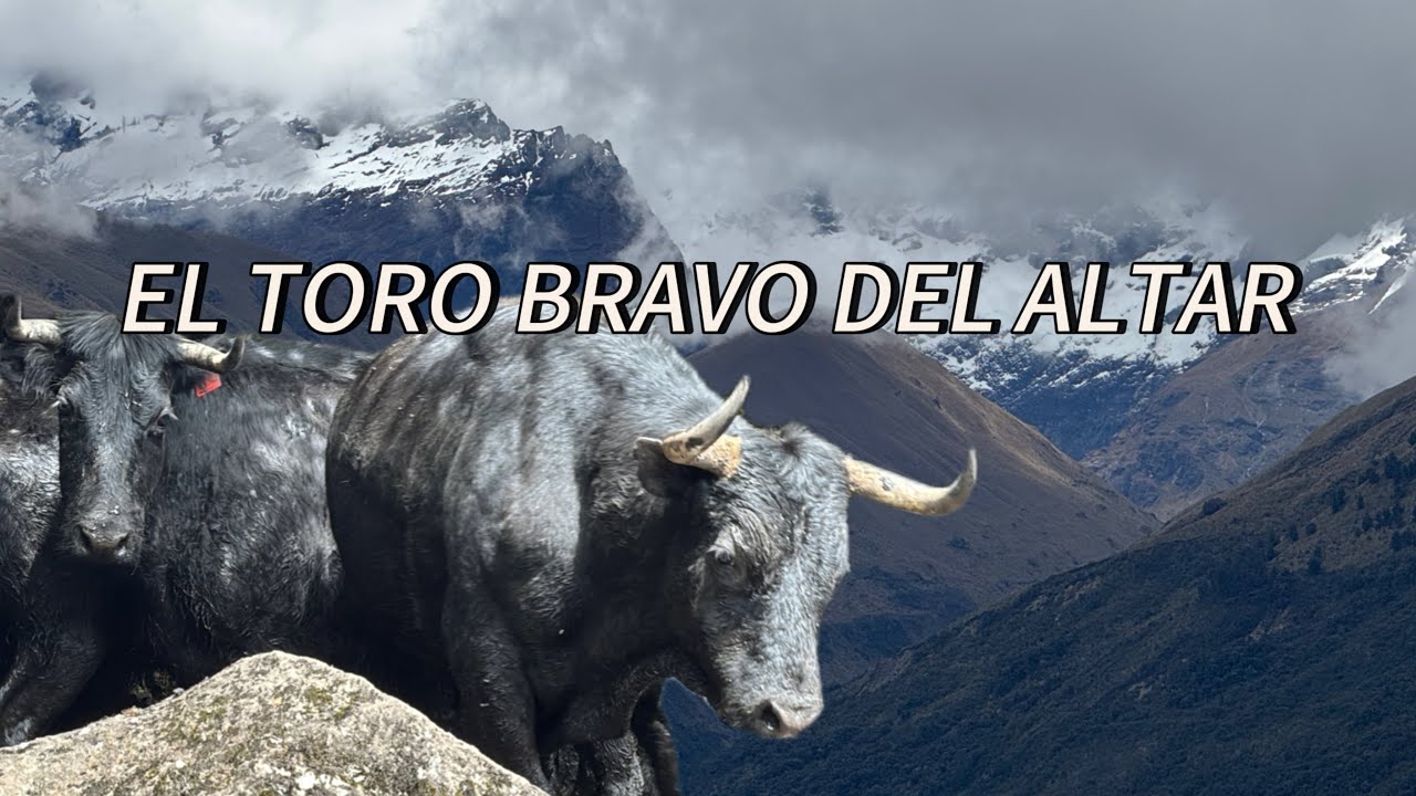 El TORO BRAVO del Altar, una aventura cargada de adrenalina