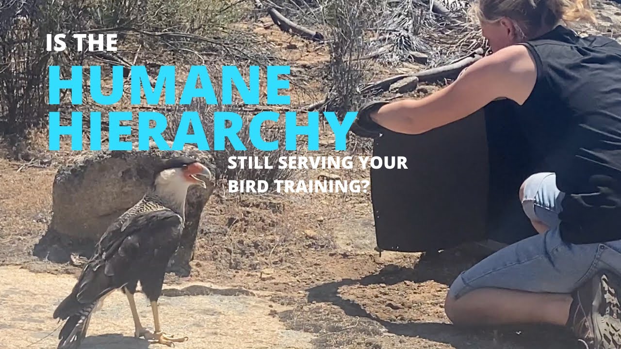 Is the humane hierarchy still serving your bird care? If not LIMA, what else guides humane training?