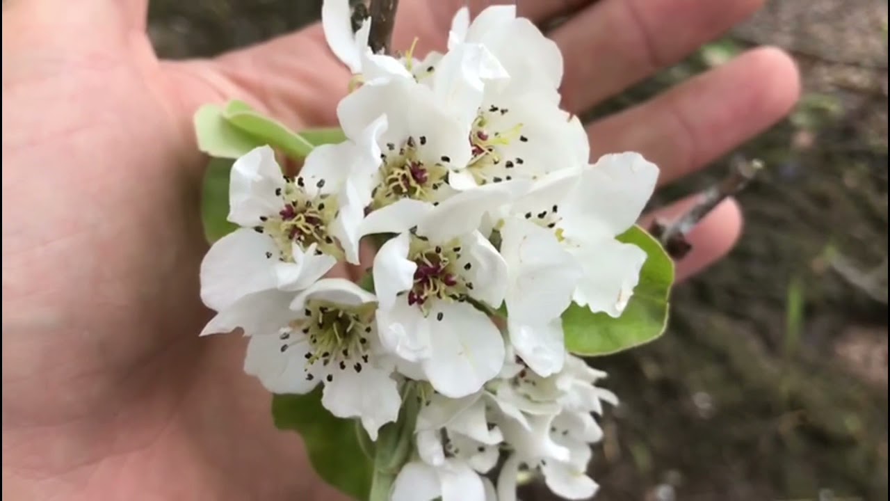 Die Obstbl&uuml;te 2021