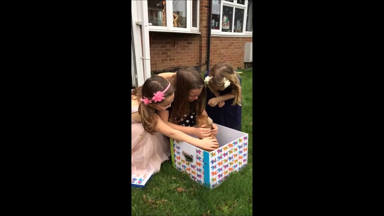 Christmas puppy surprise 2015