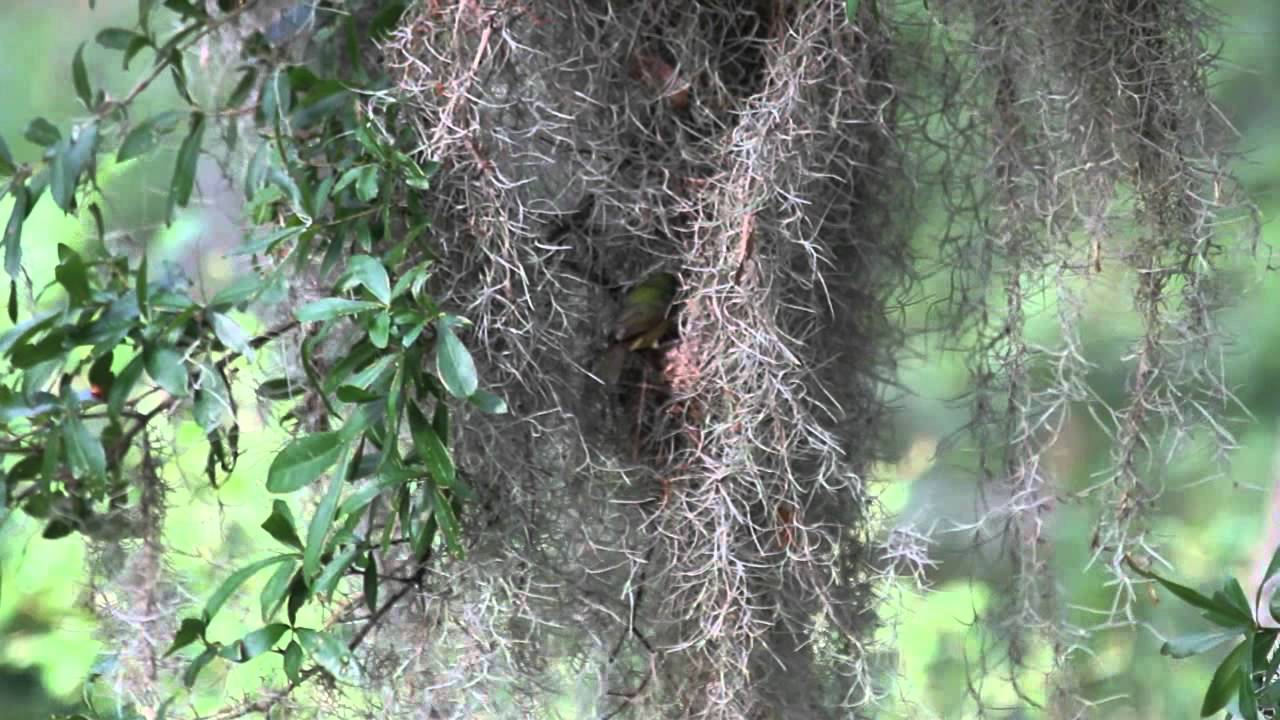 Insight to Wildlife - Painted Bunting