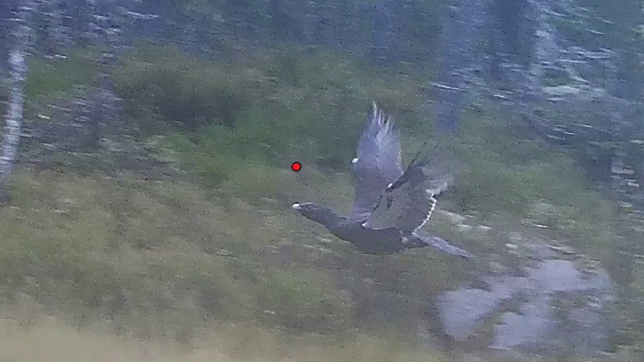 Skogsfugljakt 2025 - Dag 2-4