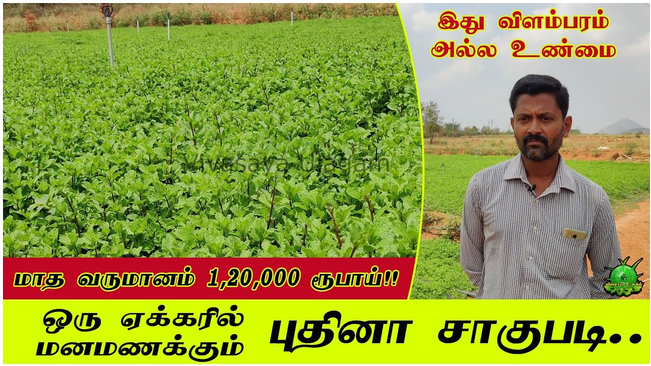 ஒரு ஏக்கரில் 1,20,000 ரூபாய் வருமானம் / விளம்பரம் அல்ல உண்மை ??
