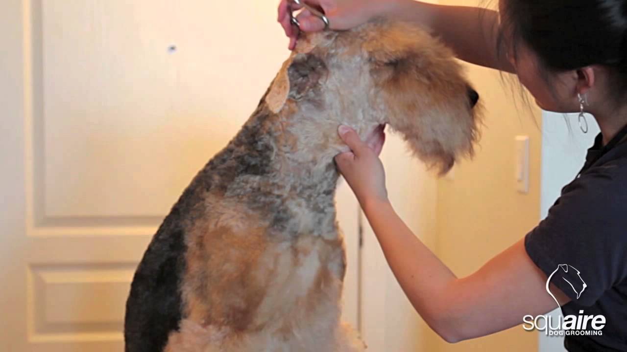 Airedale Grooming - Clipping (4/6) - Scissoring of the Head