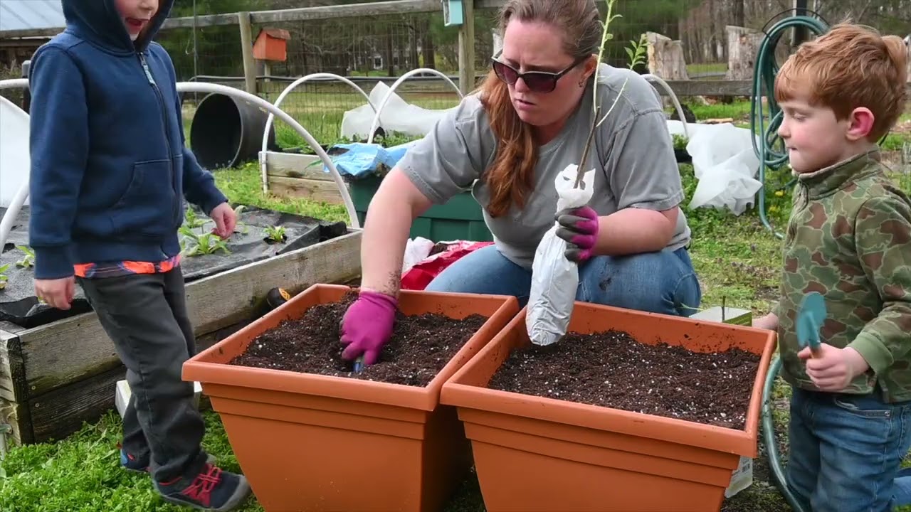 Planting CHERRY TREES in Pots | Creating a Container Orchard