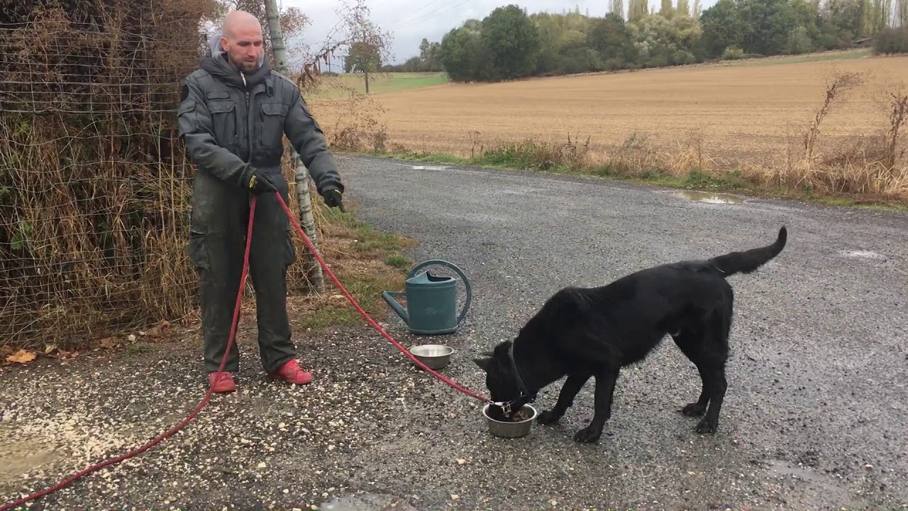 Agressivité à la gamelle 😨😨😨