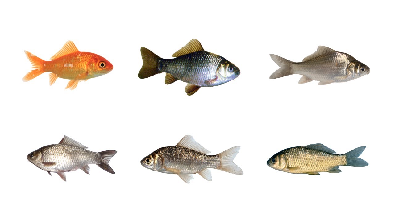 6 gatunk&oacute;w ryb słodkowodnych z rodzaju Carassius | język angielski