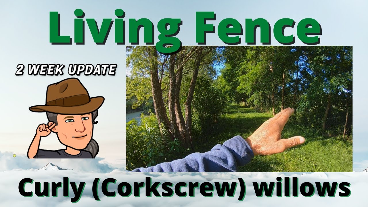 Living Fence Curly Willow update 2 weeks