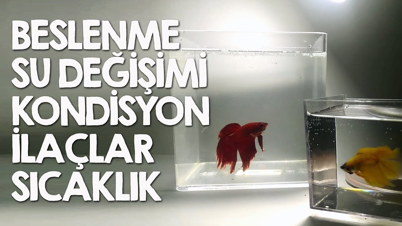 Beta Balığı Bakımı ile ilgili Genel Sorular