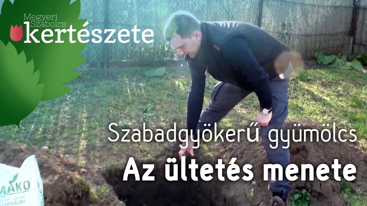 Gyümölcsfa csemete ültetés lépései - Ültetés menete - Szabadgyökerű gyümölcsfa ültetése
