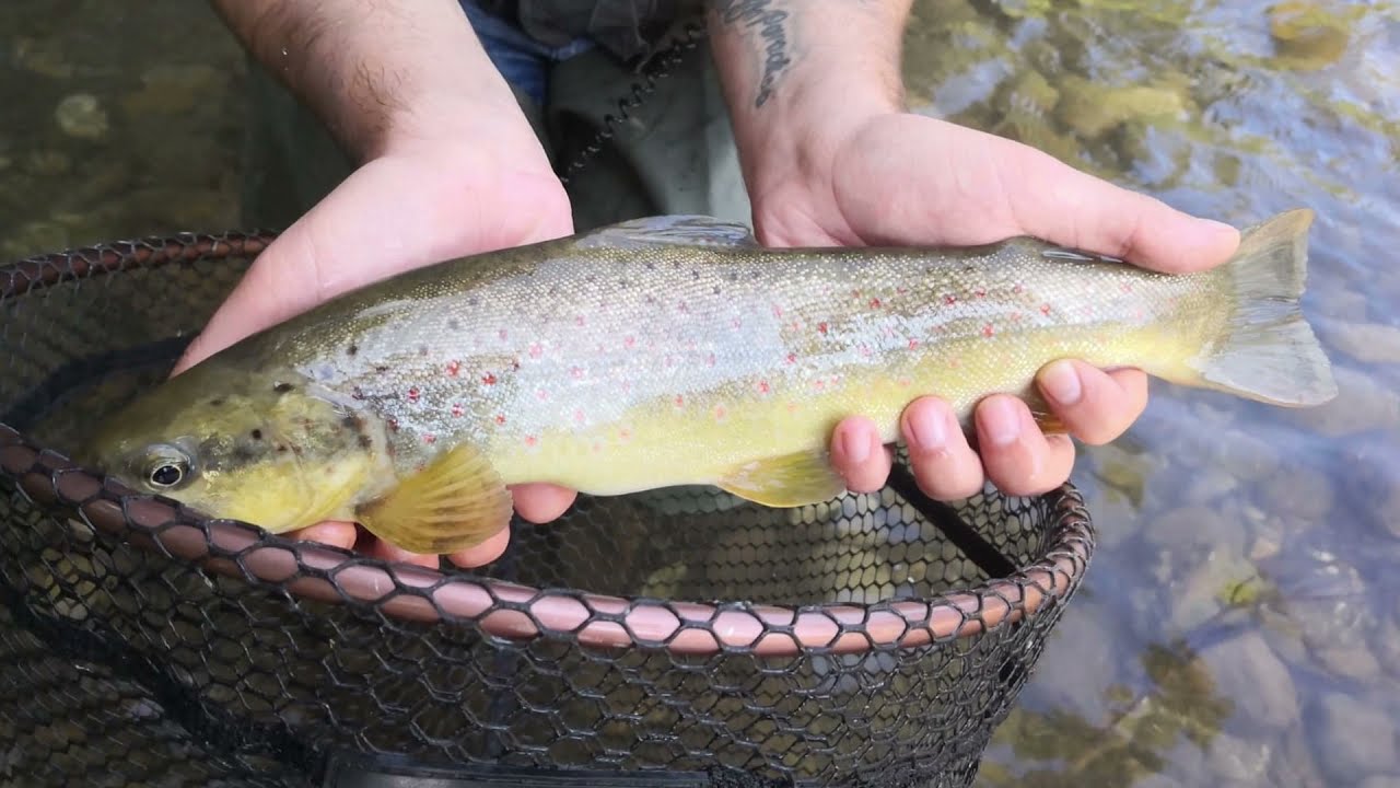 COLORATISSIME TROTE FARIO - Spinning alla trota in torrente - No Kill.