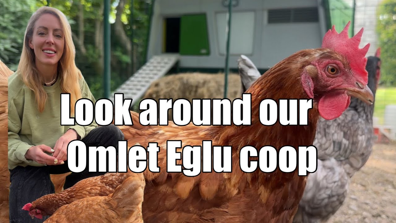 KEEPING CHICKENS SAFE - Omlet Eglu Pro Chicken Coop Review - Easy Clean, Waterproof & Secure