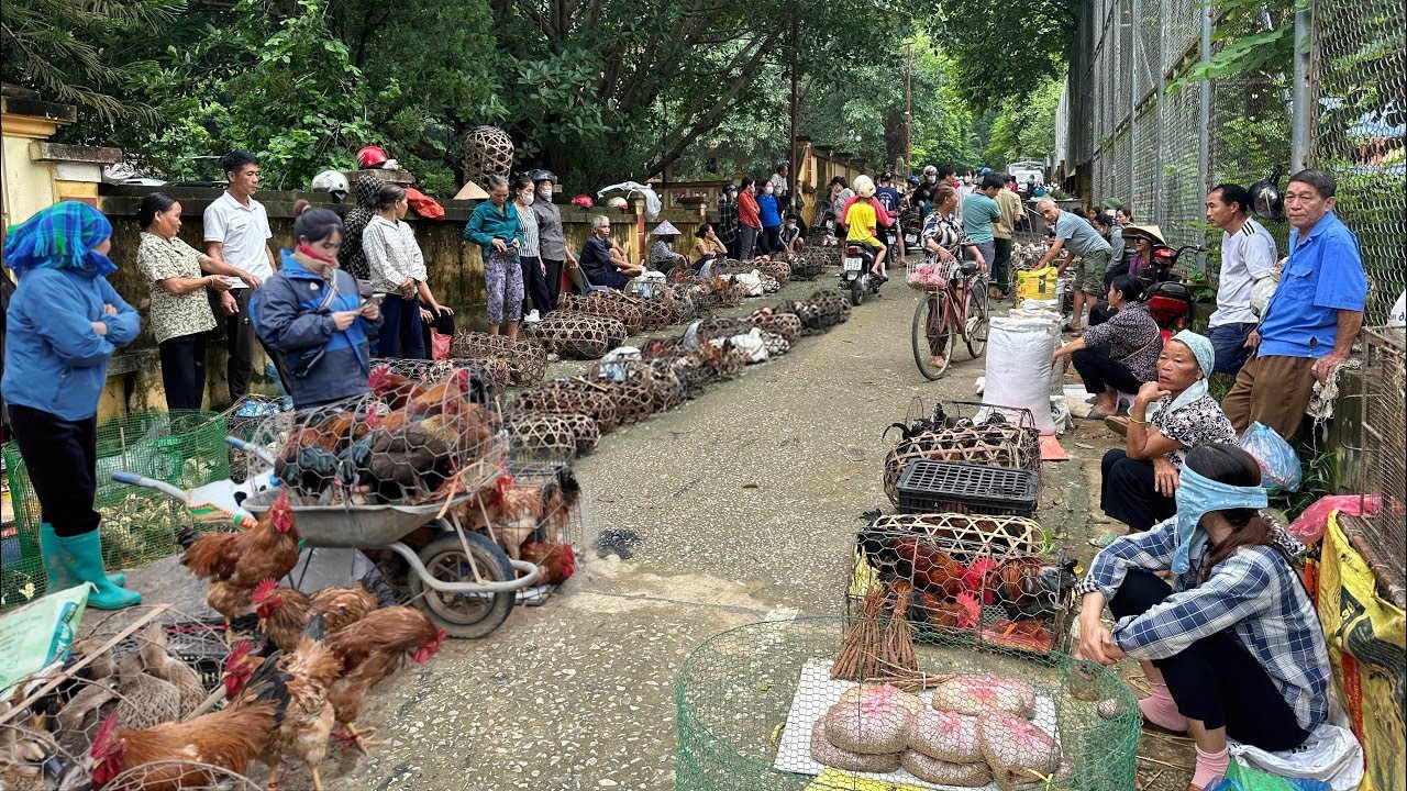 CHỢ ĐỒ RỪNG LỚN NHẤT TỈNH LÀO CAI - TẤP LẬP - BÁN TOÀN ĐỒ LẠ - DƯỢC LIỆU QUÝ & ĐẶC SẢN TÂY BẮC
