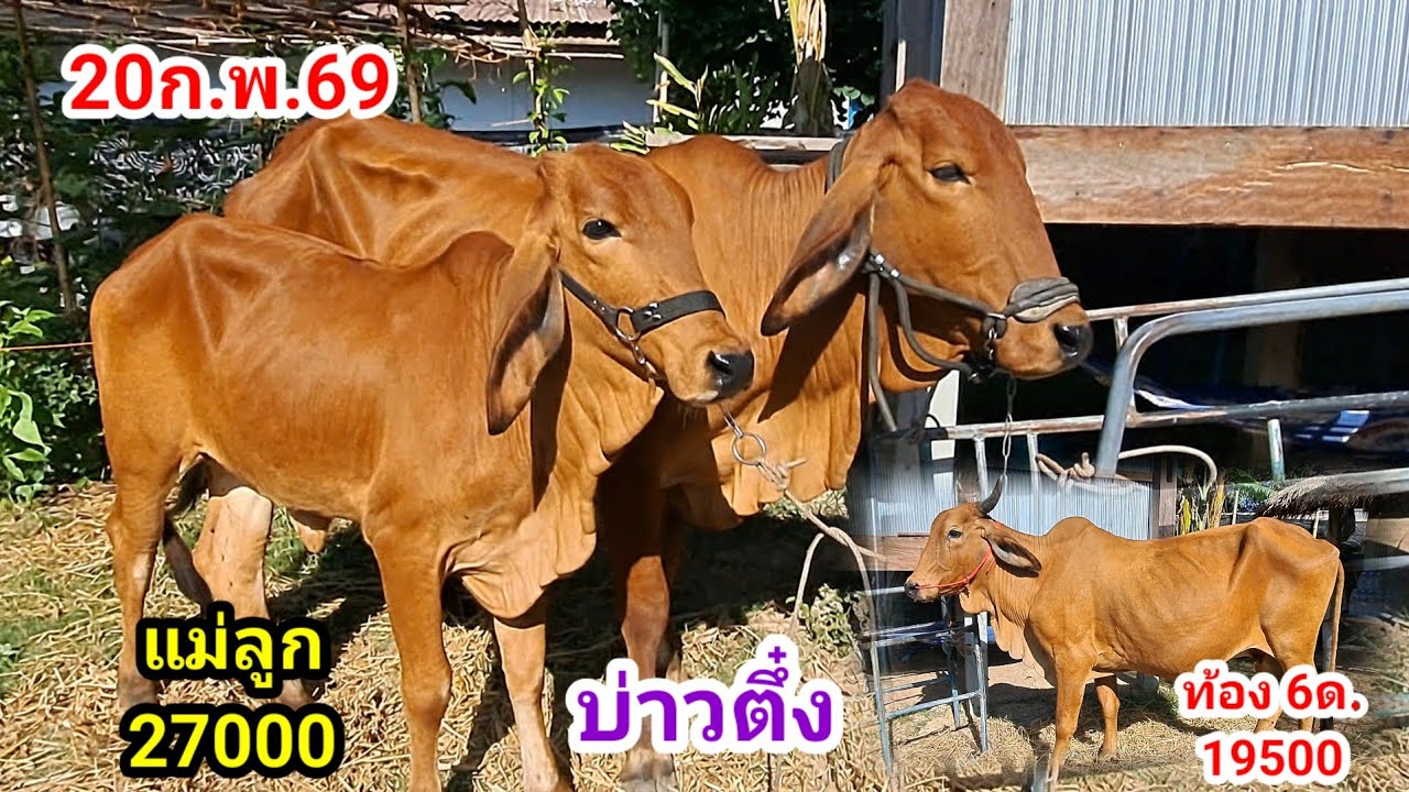 บ่าวตึ๋ง 080-188-5110 บ.นาหว้า อ.ปทุมราชวงศา จ.อำนาจเจริญ/20ก.พ.69