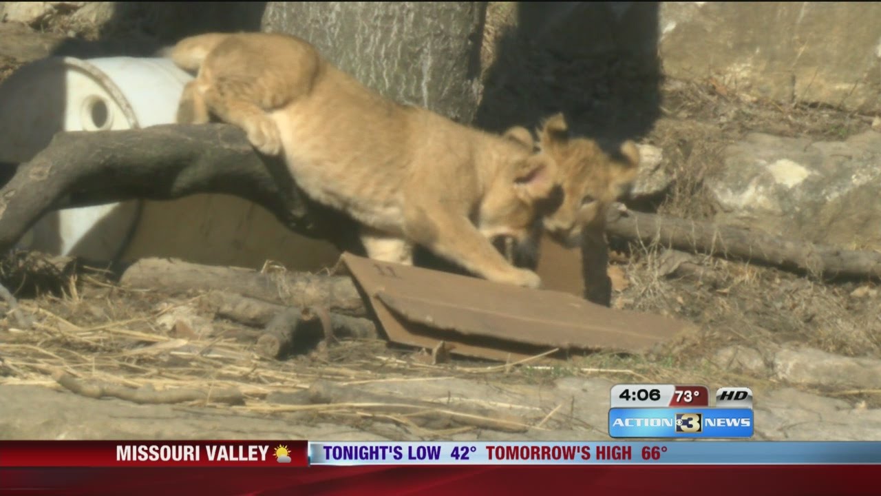 Baby lions reunited with Dad at Omaha Zoo