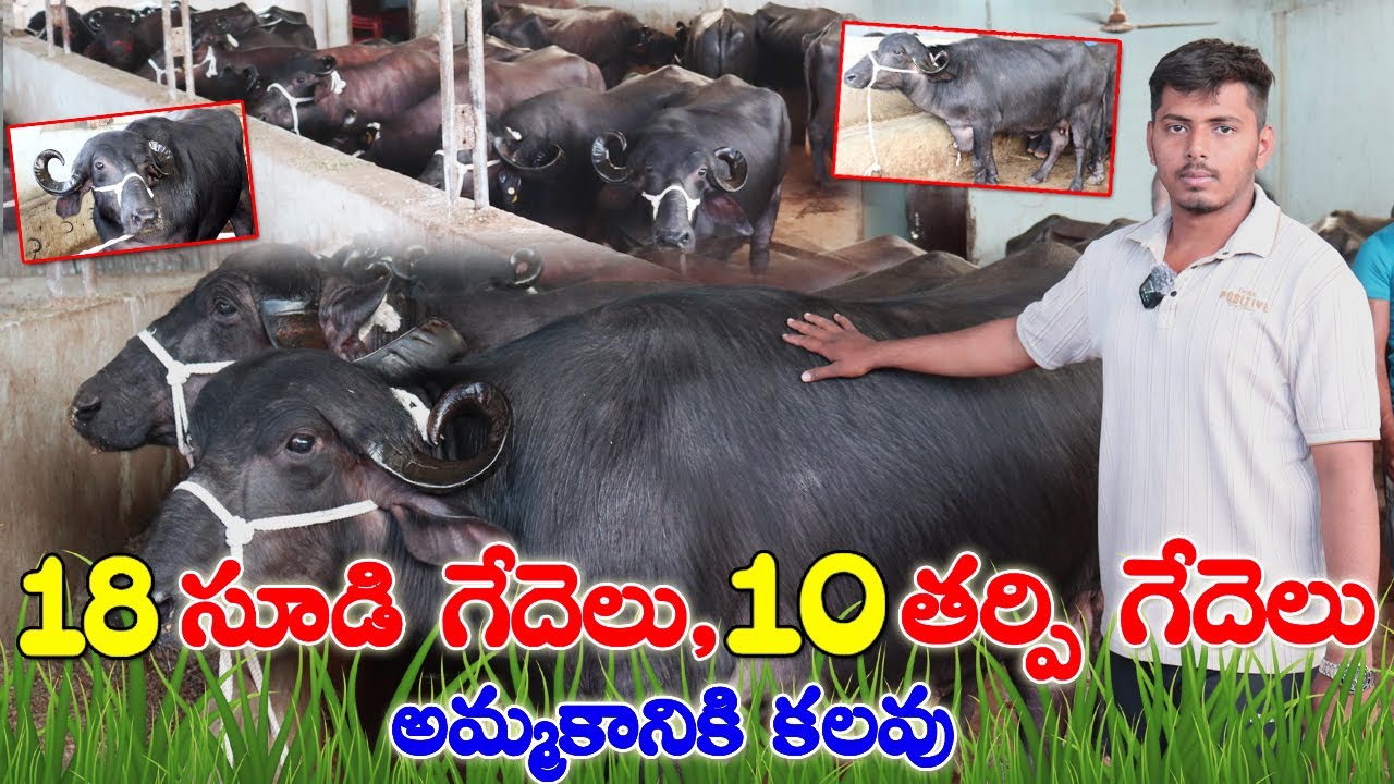 18 సూడి గేదెలు 10 తర్పి గేదెలు అమ్మకానికి కలవు | Pregnant Buffaloes for sale in Hyderabad| CBNews