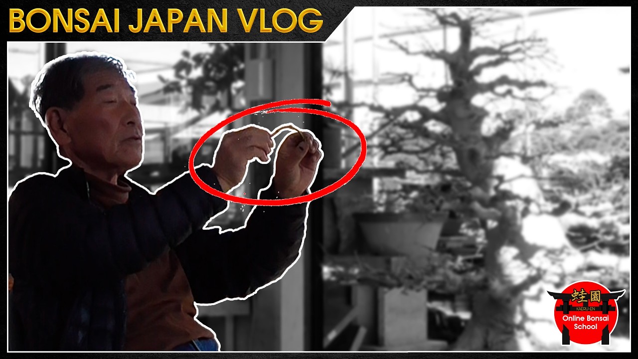 Maestro japonés explica por qué no alambrar después de regar | Bonsai Japón Vlog #202