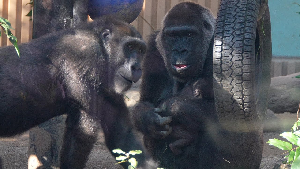 Супер-мама Генки! Малыш Сантаро и ласковый старший брат-горилла Gorillas genki / ape #gorilla