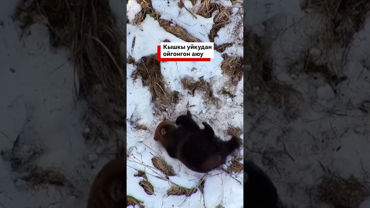 Кышкы уйкудан ойгонгон аюу