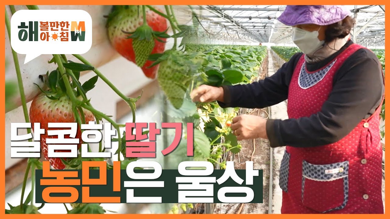 [해 볼만한 아침 M&W] '달콤한 딸기, 농민은 울상'  딸기 철임에도 딸기 재배 농가들은 어려움을 겪고 있다는데... 과연 그 이유는?  KBS 221228 방송