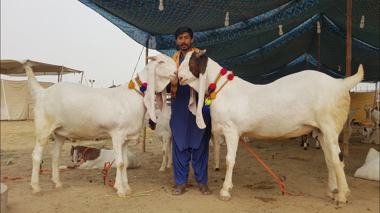 Heavy Weight Goats Gulabi Breed