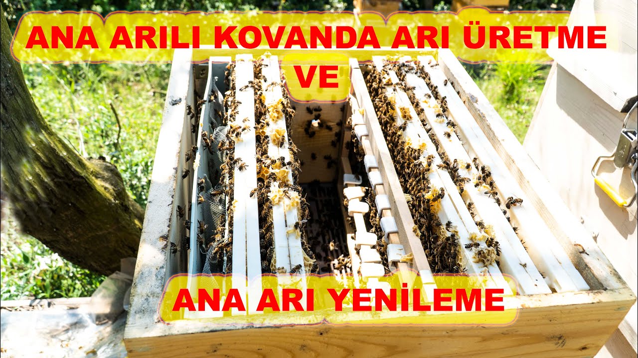 Ana Arılı Kovanda ANA ARI ÜRETME ve ANA ARI YENİLEME | Denemenizi tavsiye ederim | queen bee renewal
