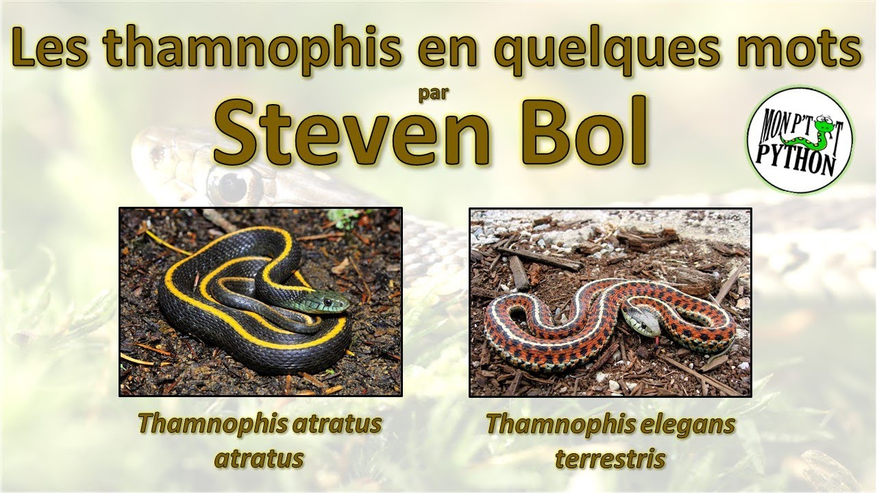 Les THAMNOPHIS ATRATUS ATRATUS & ELEGANS TERRESTRIS par STEVEN BOL