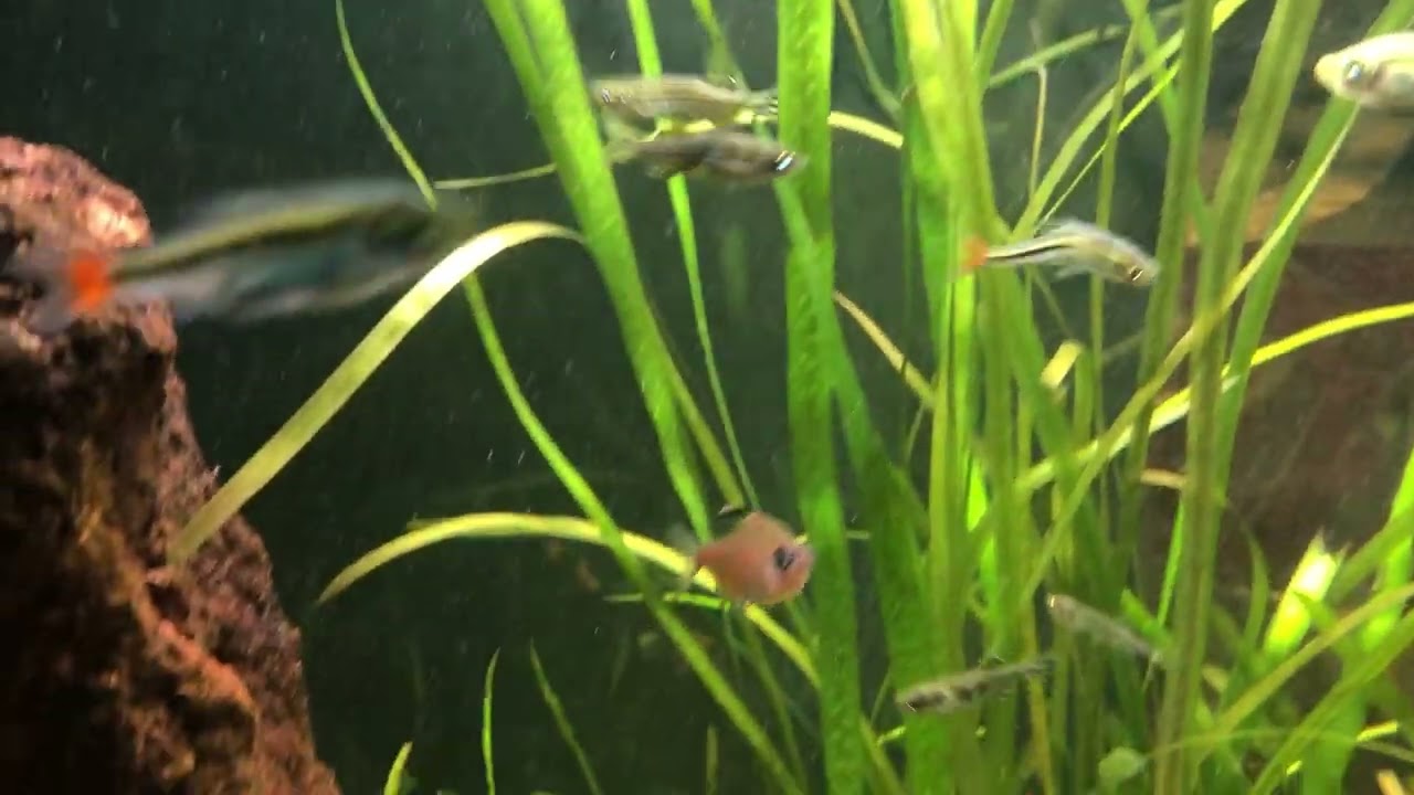 Happy New Year, First Fish And Snail Video Of 2026