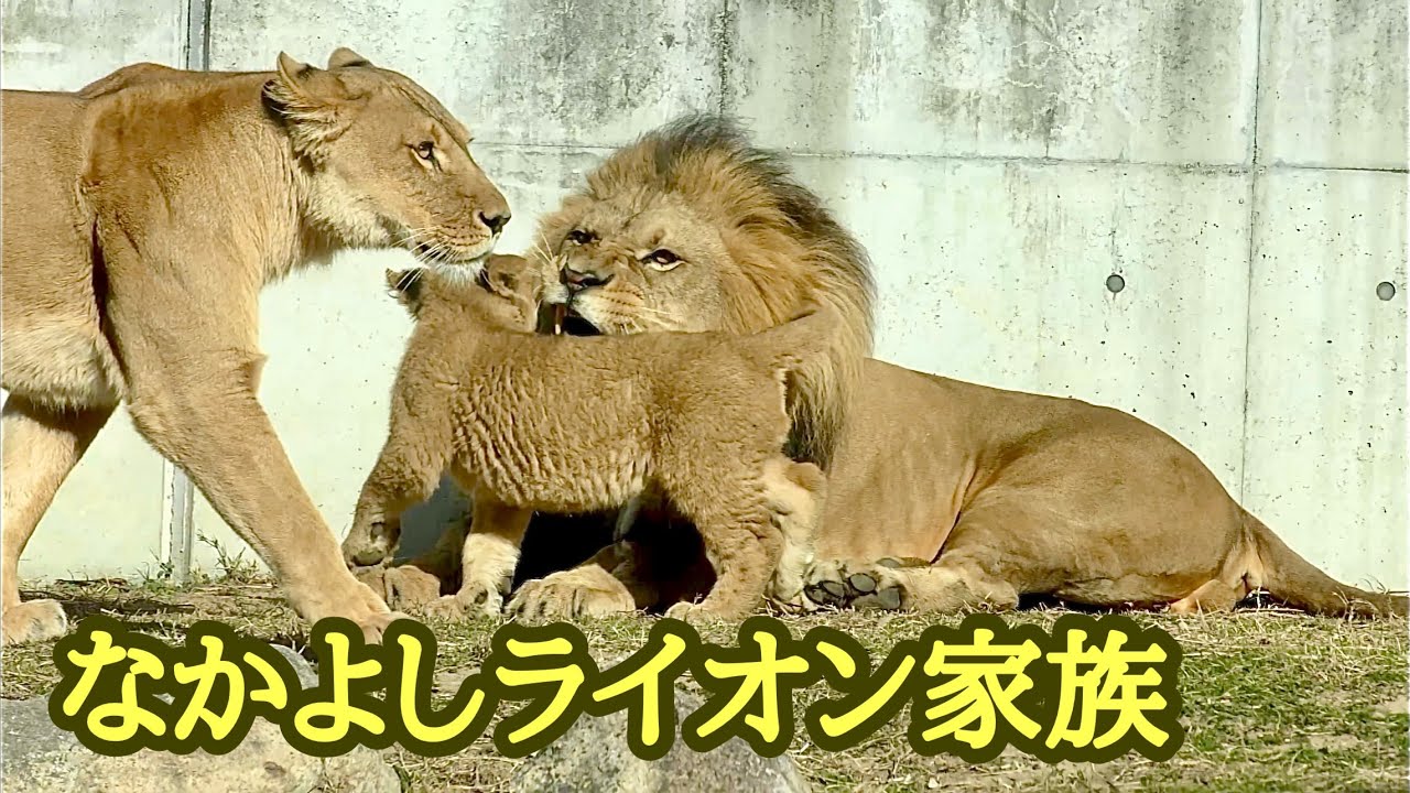 なかよしライオン家族　楽しそうに過ごしています【のんほいパーク】Lionfamily Toyohashi Zoo 