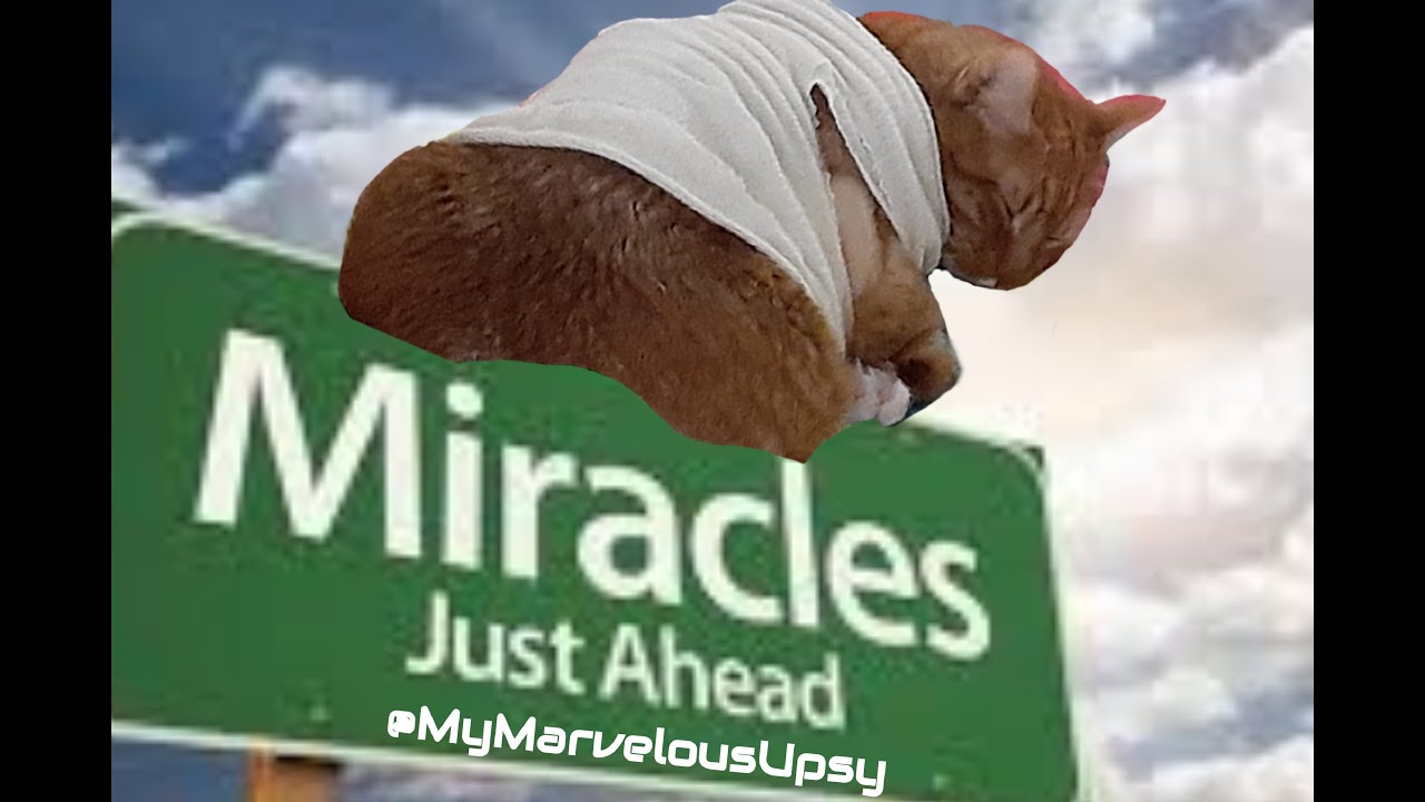 Rare Cat Illness: Chylothorax