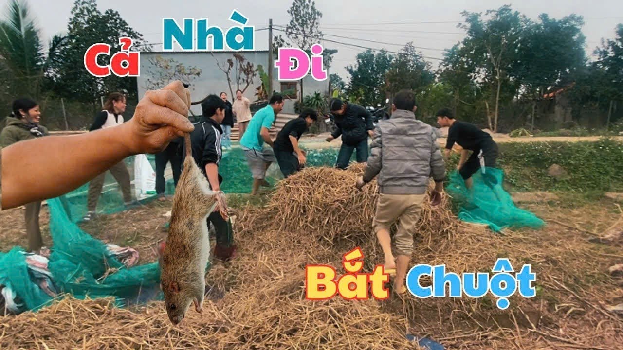Thịt Chuột Ngon Hơn Thịt Gà Trải Nghiệm Món Chuột Chiên Đặc Sản Miền Bắc