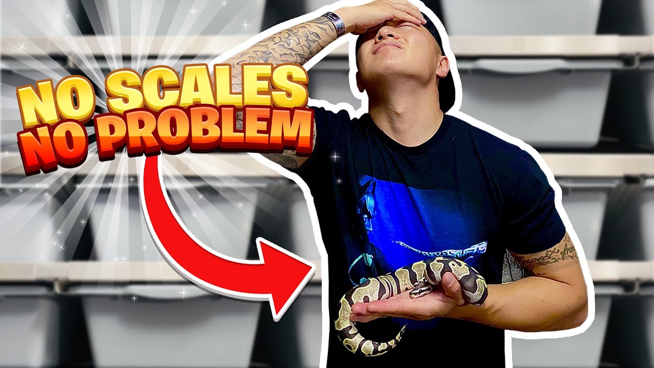 SCALELESS BALL PYTHON CARE TIPS 