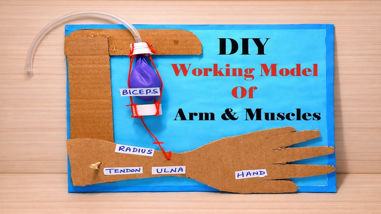 working model of arm and muscles for science project for science exhibition - easy diy - howtofunda