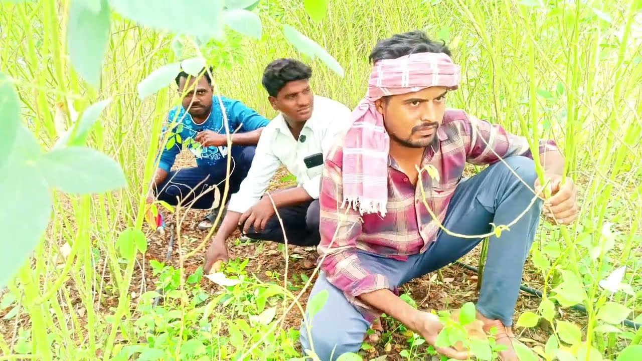 పట్టపగలు పత్తి దొంగతనం 🤣🤣 #viral #trending #comedy #funny #trendingshorts #reels #youtube 