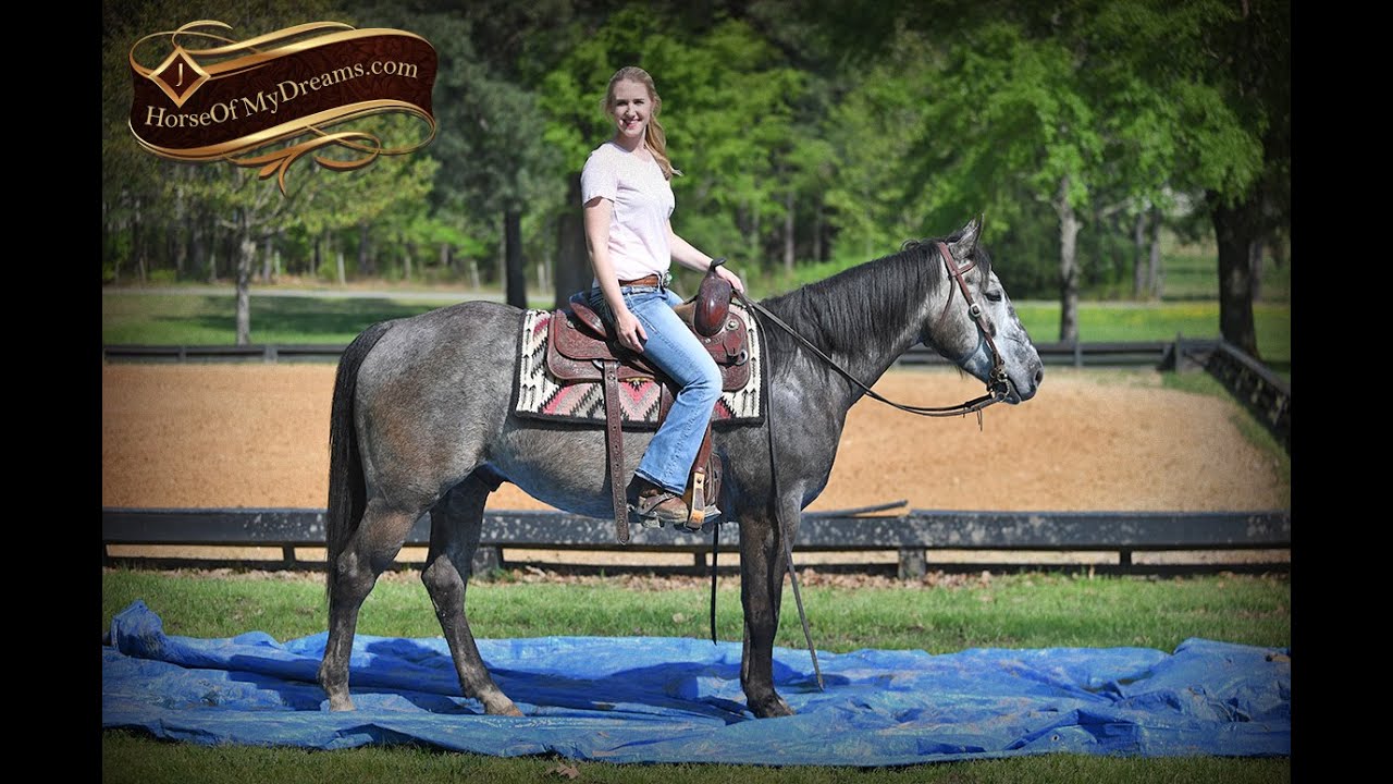 Storm's Video - Gentle Grey Family Trail Horse For Sale