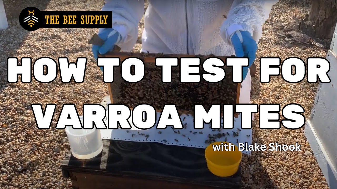 BEEKEEPING: How to test for Varroa Mites