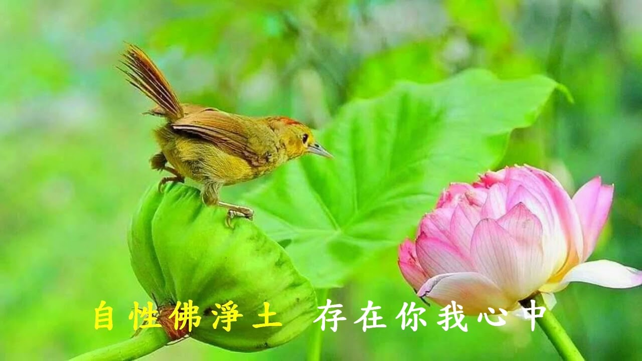 解脫道 - 佛曲   #佛曲