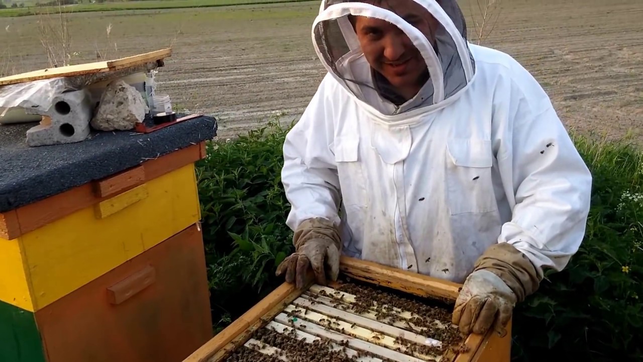 BeeRoyal - Kom&oacute;rka 4.9 /  Small cell bees.