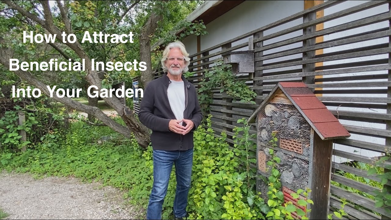 Attract Beneficial Insects Naturally: Garden Pest Control Tips