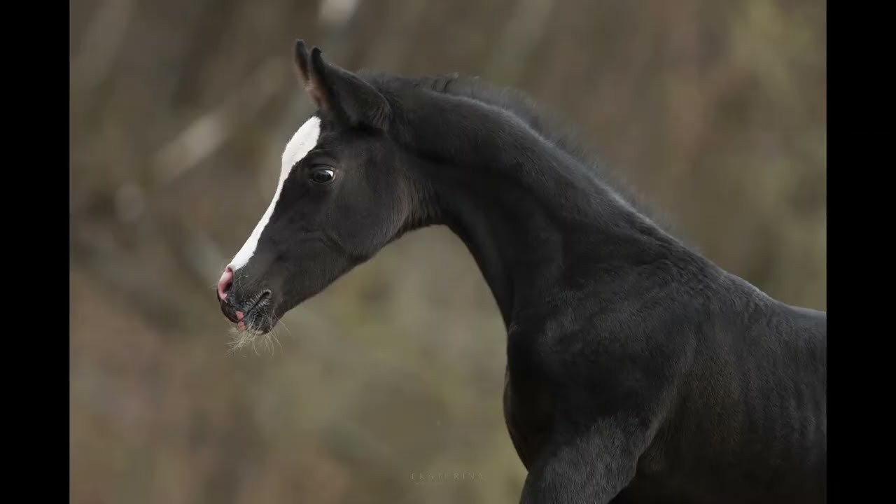 More Akhal Teke Horses